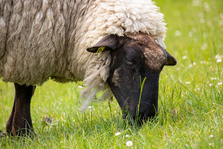 Ferienwohnung Meerblick